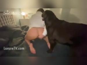 Bestiality sex video: a man and a dog