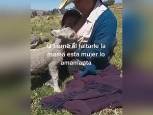 Video of zoophilia with a sheep: A unique bestial sexual experience