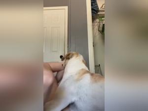 Hund raubt wilder Frau