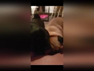 Teenage girl and dogs: a breathtaking bestiality video