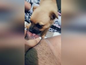 Baise Chien Salope 2