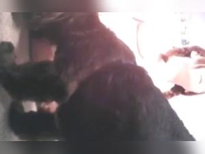 Zoophilia scene with a dog and a young woman