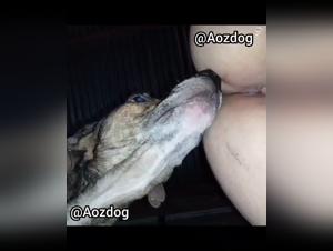 Bonne baise : chien et femme