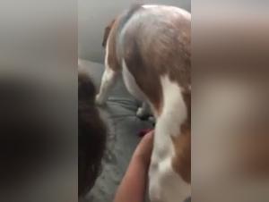 Intimate Moment - Man and female dog