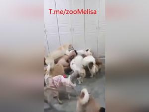 Chinese Party Doggie X - Filles & Chien