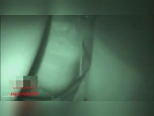 Bestiality: A Forbidden Encounter