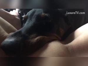 Harley Quinn in an unexpected beastly adventure