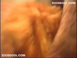 Verbotene Begegnung: Frau und Hund