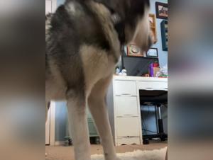 Makenzie Meehan in shocking zoophilia video