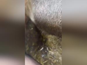 sexual experience with animals