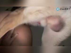 Dog Fuck Xxx