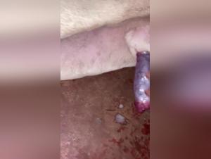 Exclusive Video: Sex with a Dog