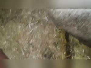 dog pornography laws explained