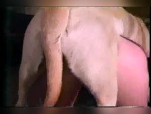 Sex with Dogs - Amateur Videos