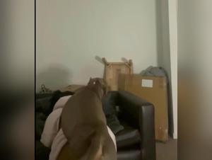 Disturbing Exploration: Bestiality and Animal Sex