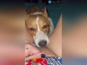 Hundebeischlaf, Leckereien für die Frau
