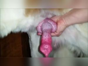 Big Boy: A Bestial and Exciting Encounter