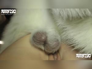 artofzoo sensational sam