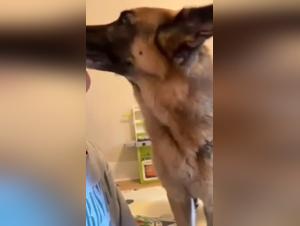 Cute preview, irresistible full version - kissing video with a cow