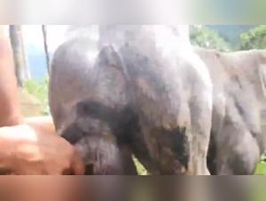 Sex Farm Animal Fucker with his Boyfriend on Alison's Farm