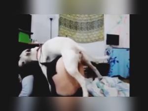 Woman and Dog: Sex with Dogs