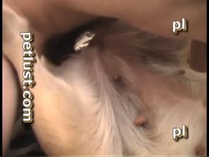 Woman and Dog: A Forbidden Encounter on Video