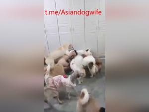 Asiatische Hundeplust