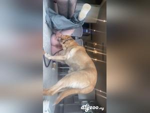 adolescente sauvage baisée par son chien