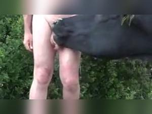 Bestiality: a woman and a dog in a shocking video