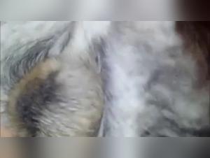 Of Women and Dogs: A Forbidden Encounter