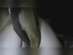 Slut Dogged: First Bestiality Experience