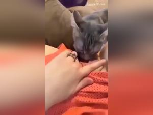 Sex with dogs pornographic