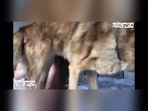 Fucking comp: A bestial and intense encounter on video