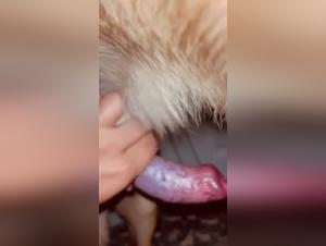 perro sexo salvaje