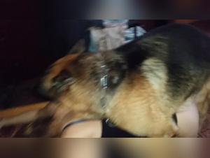 Forbidden Desires: Dog Blowjob Unveiled