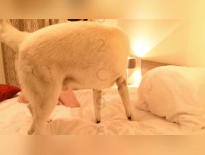 Goddess of Canine Love: A Hardcore Zoophilia Video
