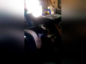 Bestiality Sex Videos with Dogs, Pigs and Cats