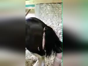 zoophilia woman horse