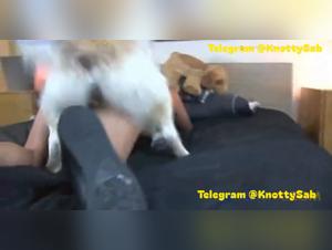 Dog fucks this slut, pussy well shaved