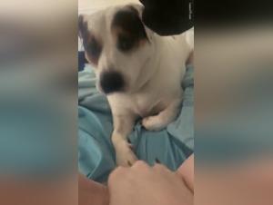 Teen and his dog: a beastly video not to be missed