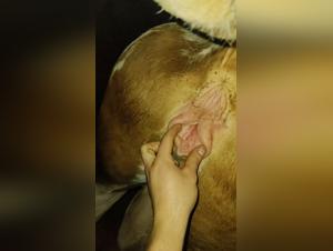 Mujer Pecando con Perro: Video XXX Animal