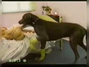 Compilation: Dog fucks girl