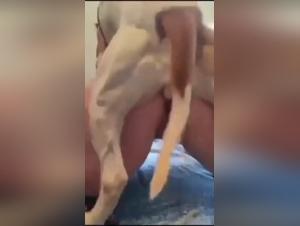Chien défonce femme amateur 4