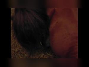 Woman and dog: an intense zoophilia video