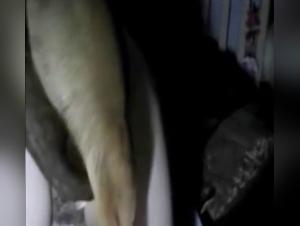 Unveiling the Secrets of Zoo Tube