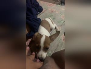 Deconstructing Myths: Dog Sex and Safety