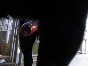 Exciting Encounter: Woman and Dog