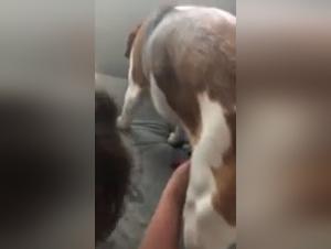 extreme dog sex fantasies