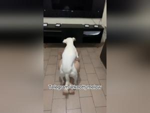 Teen Zoophilia Dog Fucked Home