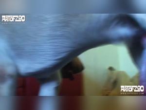 Annalena fucks her dog: a whore for animal sex enthusiasts